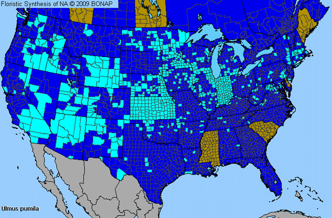 Allergies By County Map For Siberian Elm