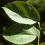 Slippery Elm (Ulmus rubra)