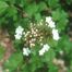 Highbush-Cranberry (Viburnum opulus)