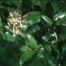 Rusty Blackhaw (Viburnum rufidulum)