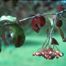 Rusty Blackhaw (Viburnum rufidulum)