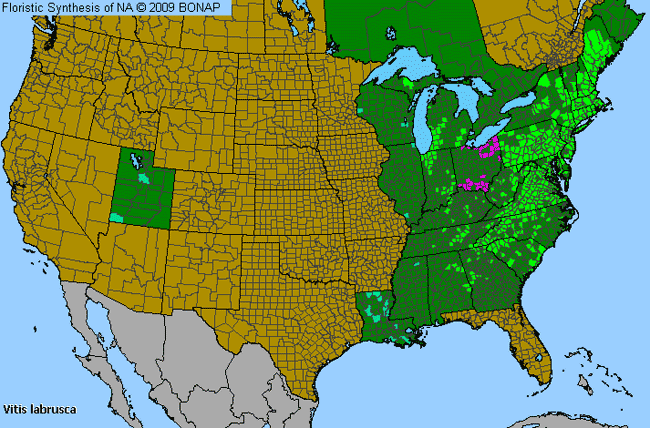 Allergies By County Map For Fox Grape