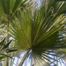 California Fan Palm (Washingtonia filifera)