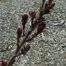 European Smoketree (Cotinus coggygria)