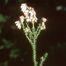 Cross-Leaf Heath (Erica tetralix)