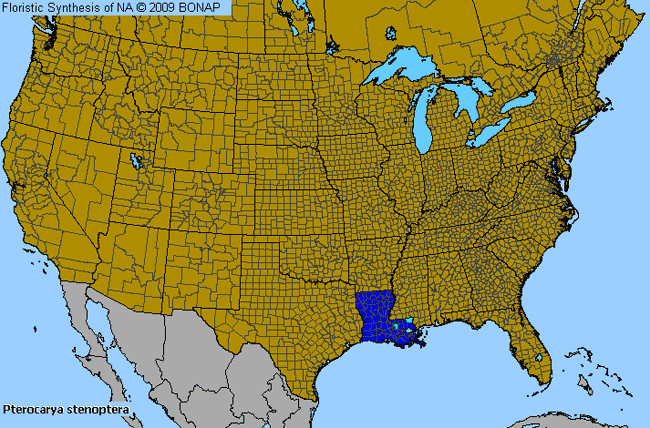 Allergies By County Map For Chinese Wingnut